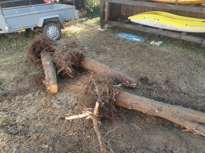 Tuskó kiszedés - 29