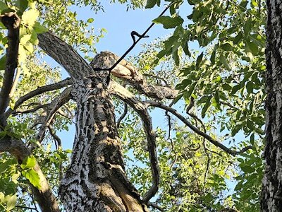 Korona biztosítás - 45