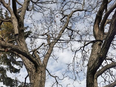 Korona biztosítás - 48