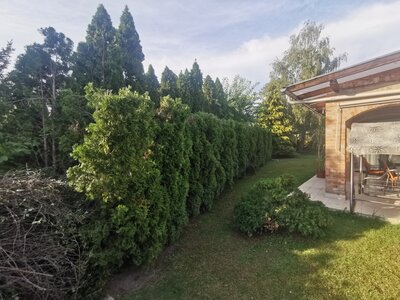 Sövénynyírás - 66