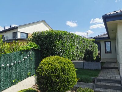 Sövénynyírás - 72